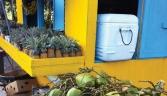 Antigua and Barbuda looks to cash in on fruit appeal