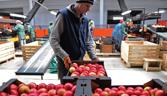 Moldovan workers sort apples